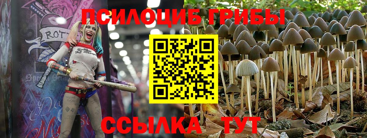 Галлюциногенные грибы Cubensis Заводоуковск
